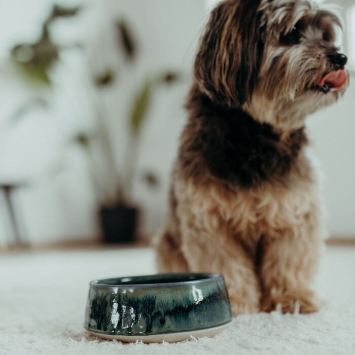 fressnapf-fuer-kleine-hunde