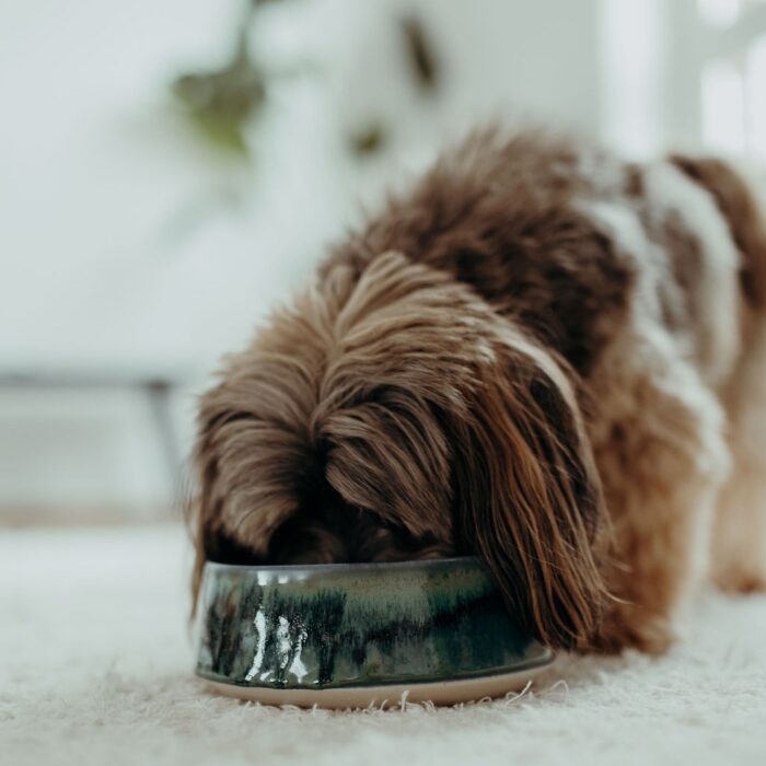 hundenapf-kleine-hunde-weihnachtsgeschenk-fuer-hunde